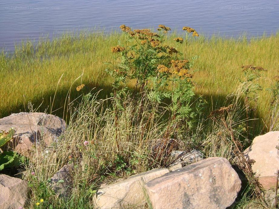 Grass and flowers by the water
