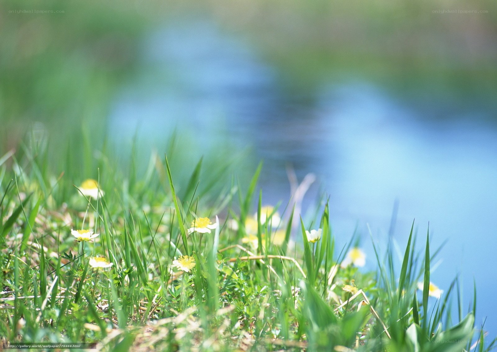 Grass and flowers by the water