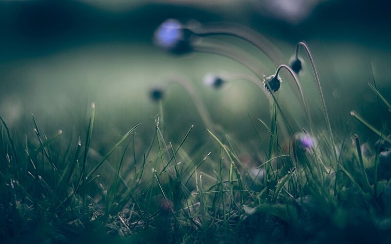 Grass and flowers in soft focus