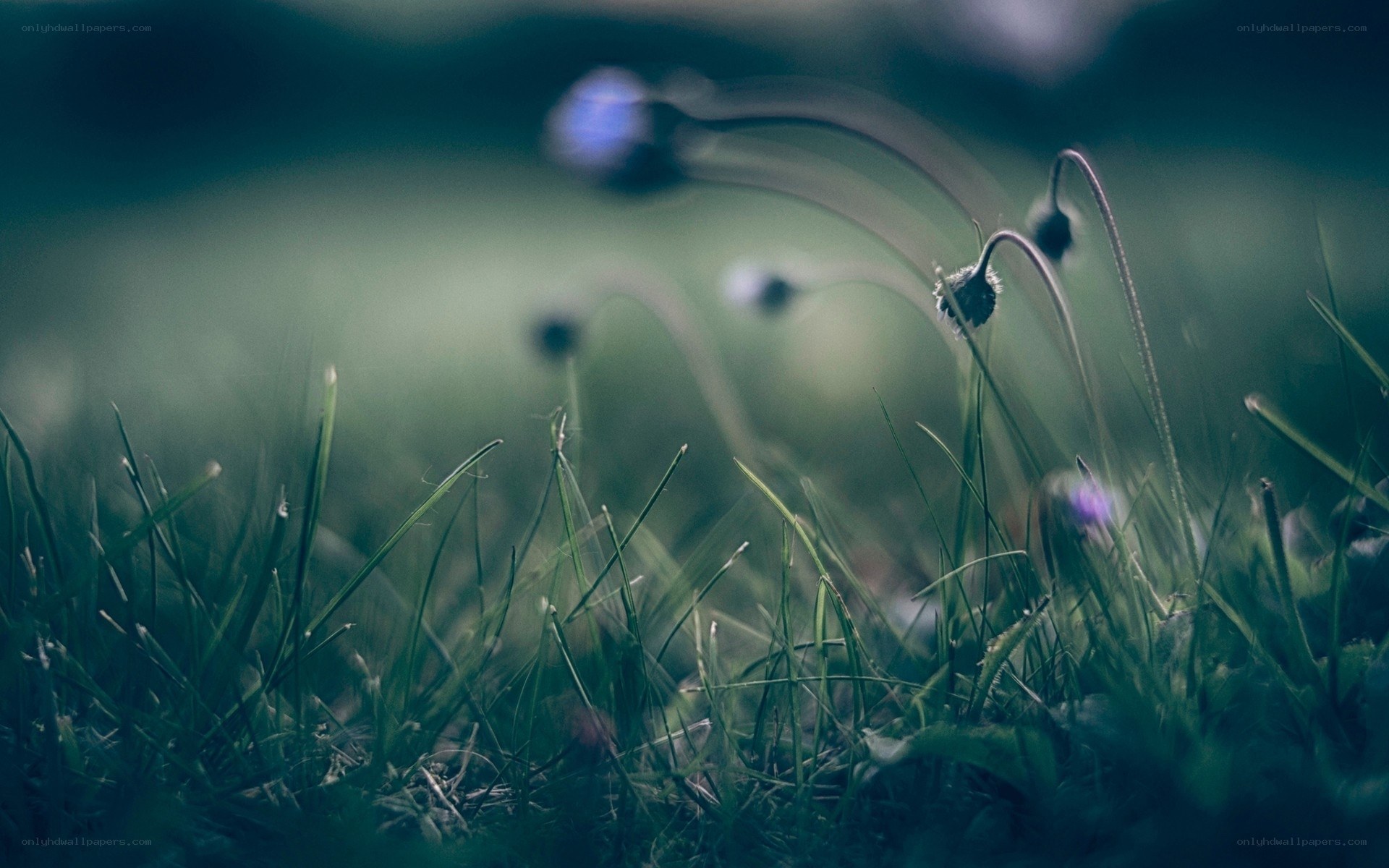 Grass and flowers in soft focus