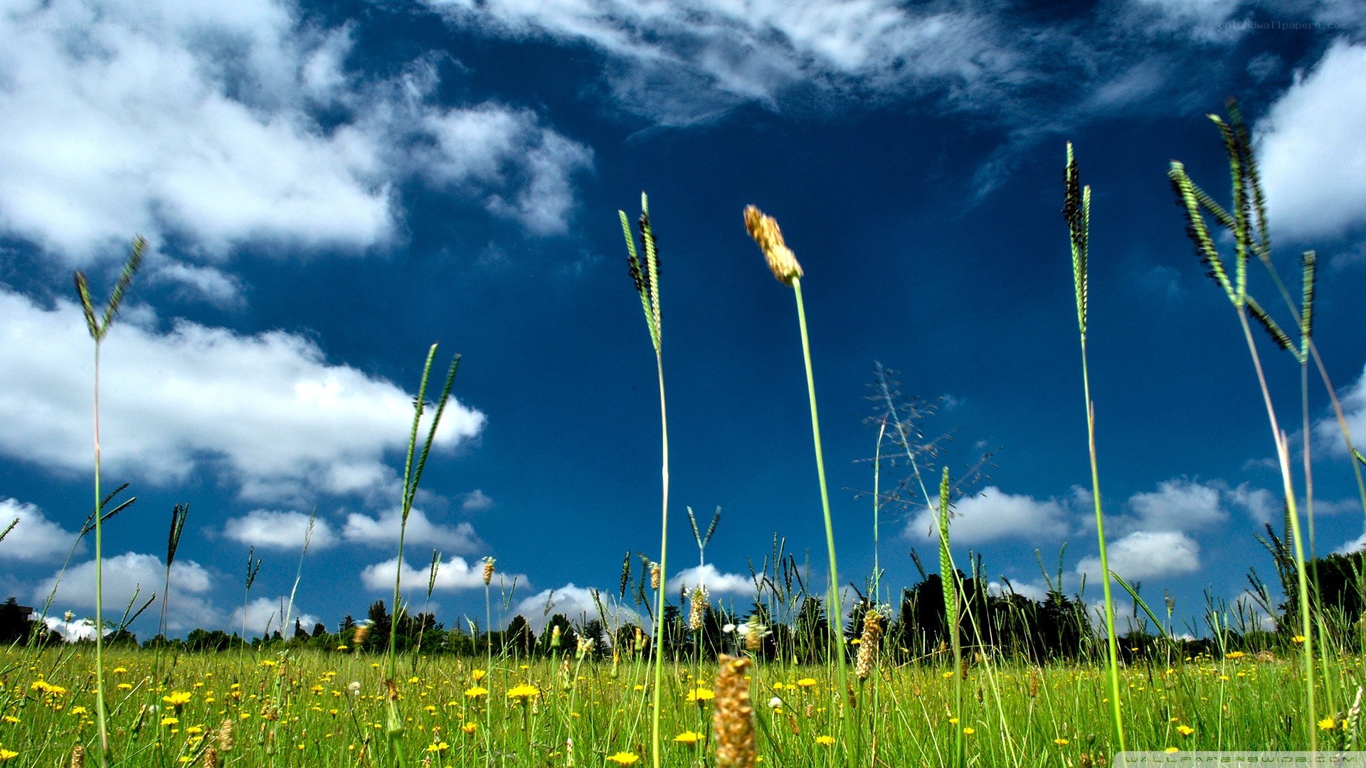 Grass and flowers under blue sky