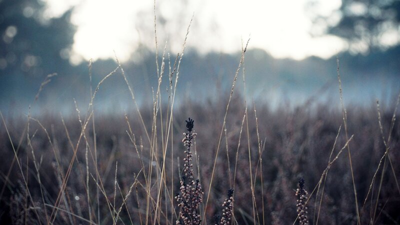 Grass and heather in a misty field
