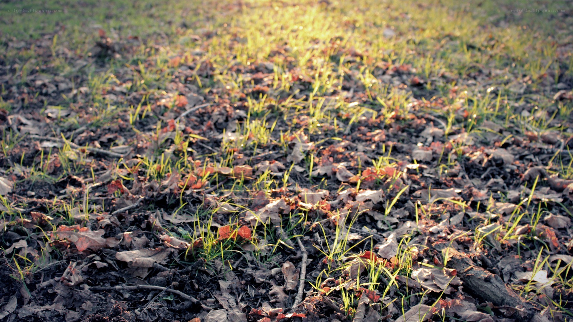 Grass and leaves on the ground