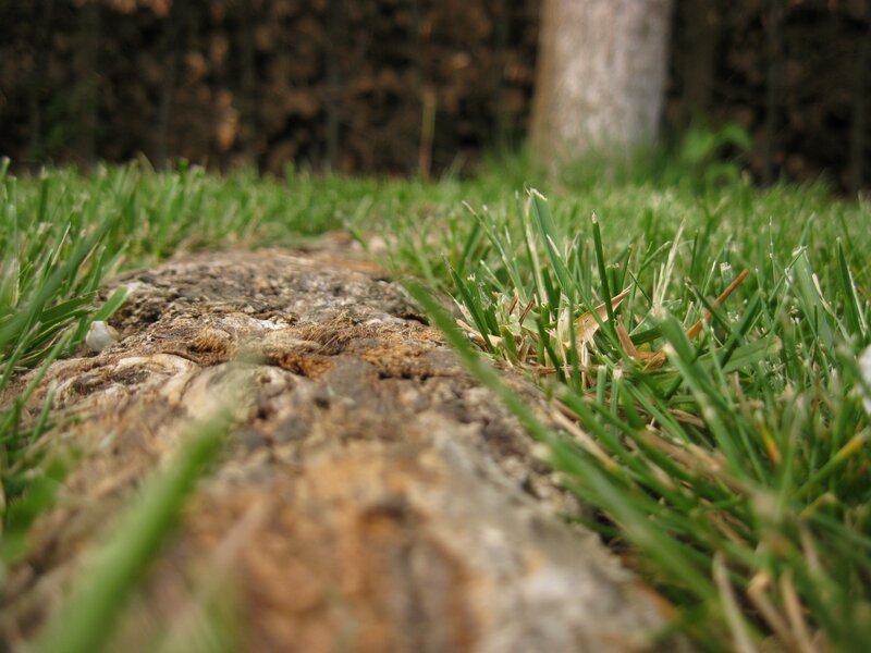 Grass and log in forest