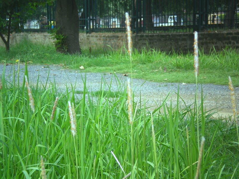 Grass and path in a park
