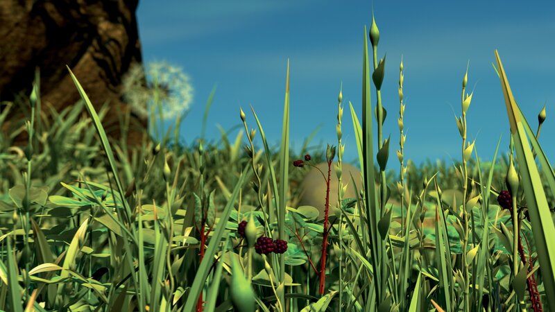 Grass and Plants in Field