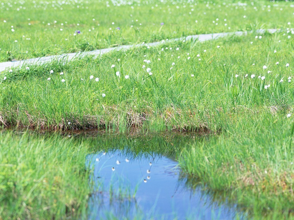 Grass and pond in a park