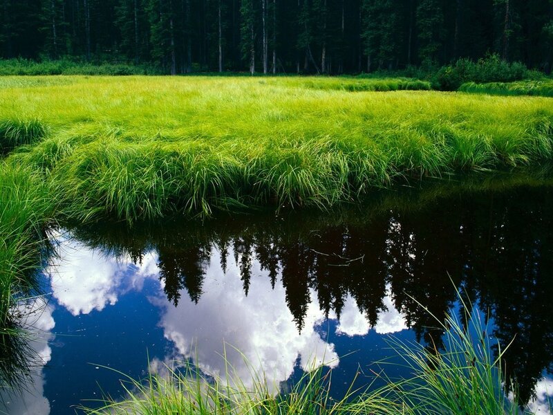 Grass and Pond Reflection