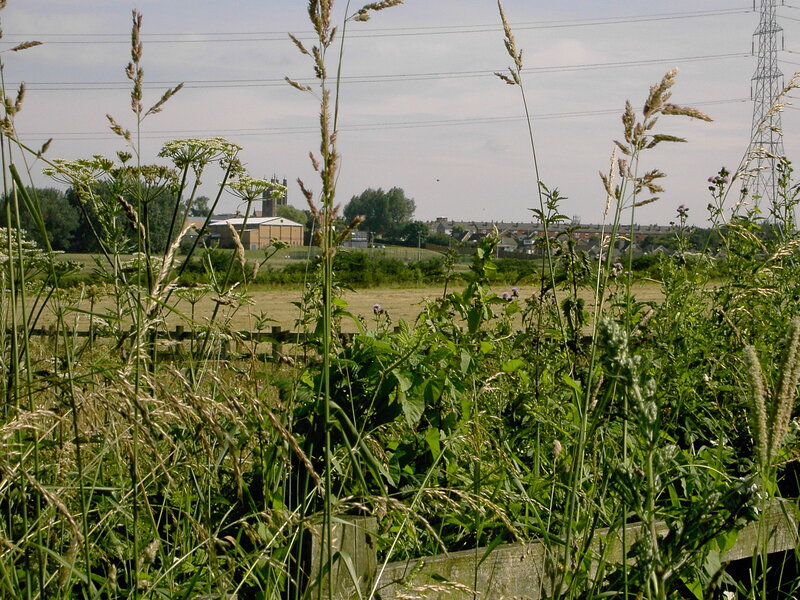 Grass and power lines in a field