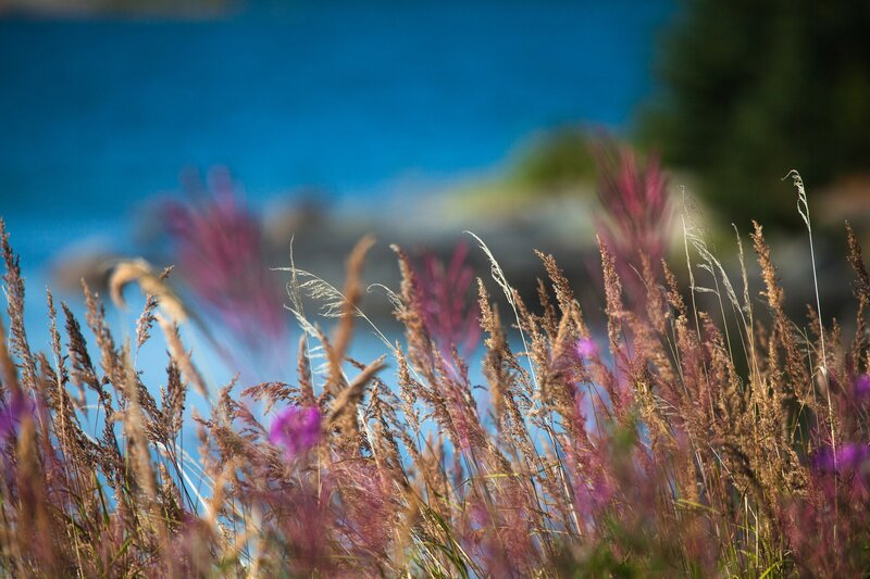 Grass and purple flowers by the water