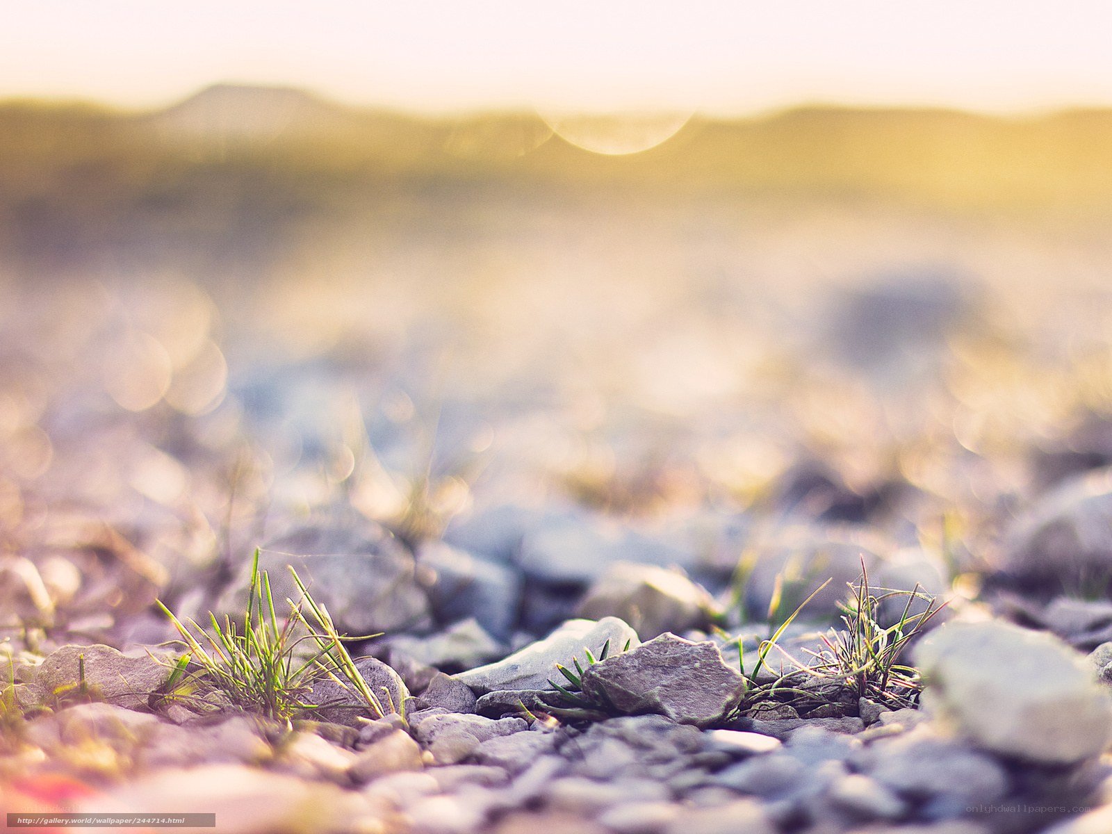 Grass and rocks at sunset