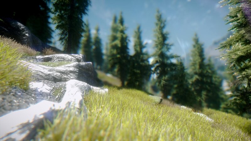 Grass and Rocks in Forest