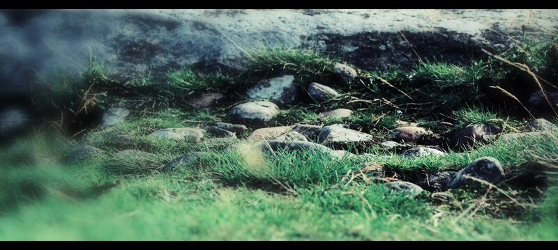 Grass and rocks on a hillside