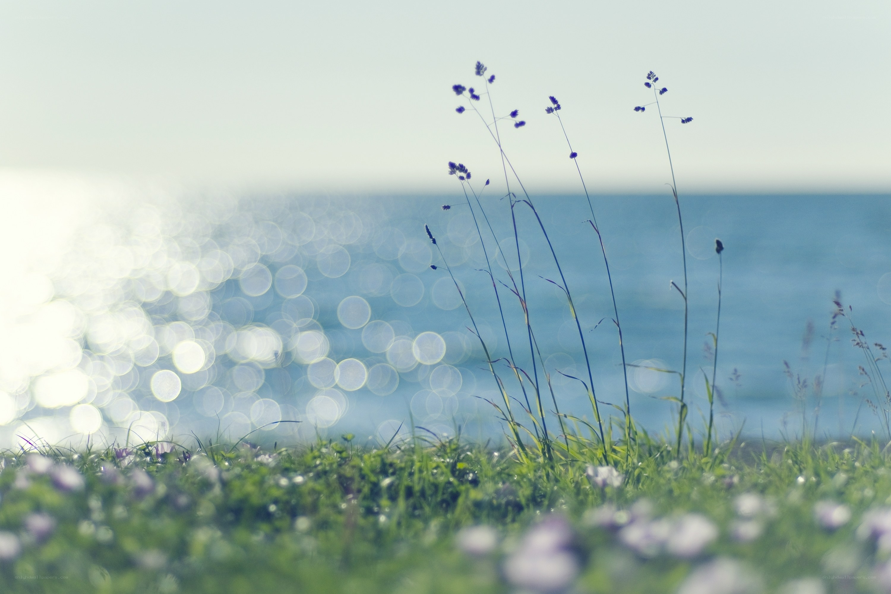 Grass and sea at dawn