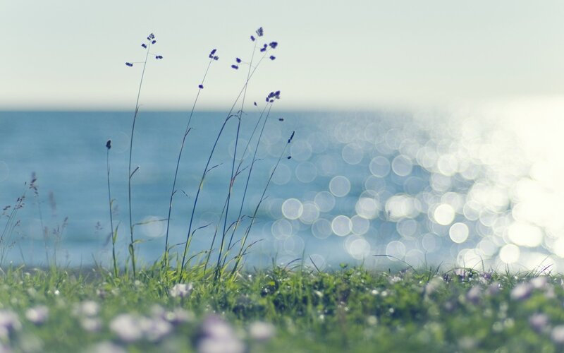 Grass and sea at sunset