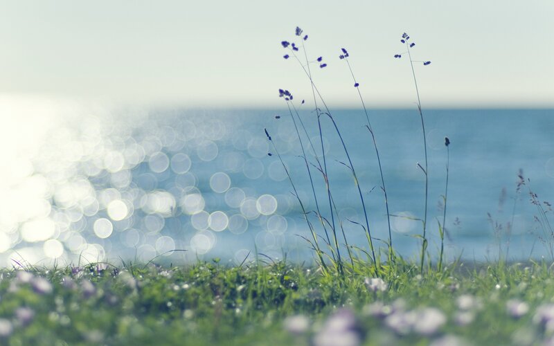 Grass and sea with bokeh