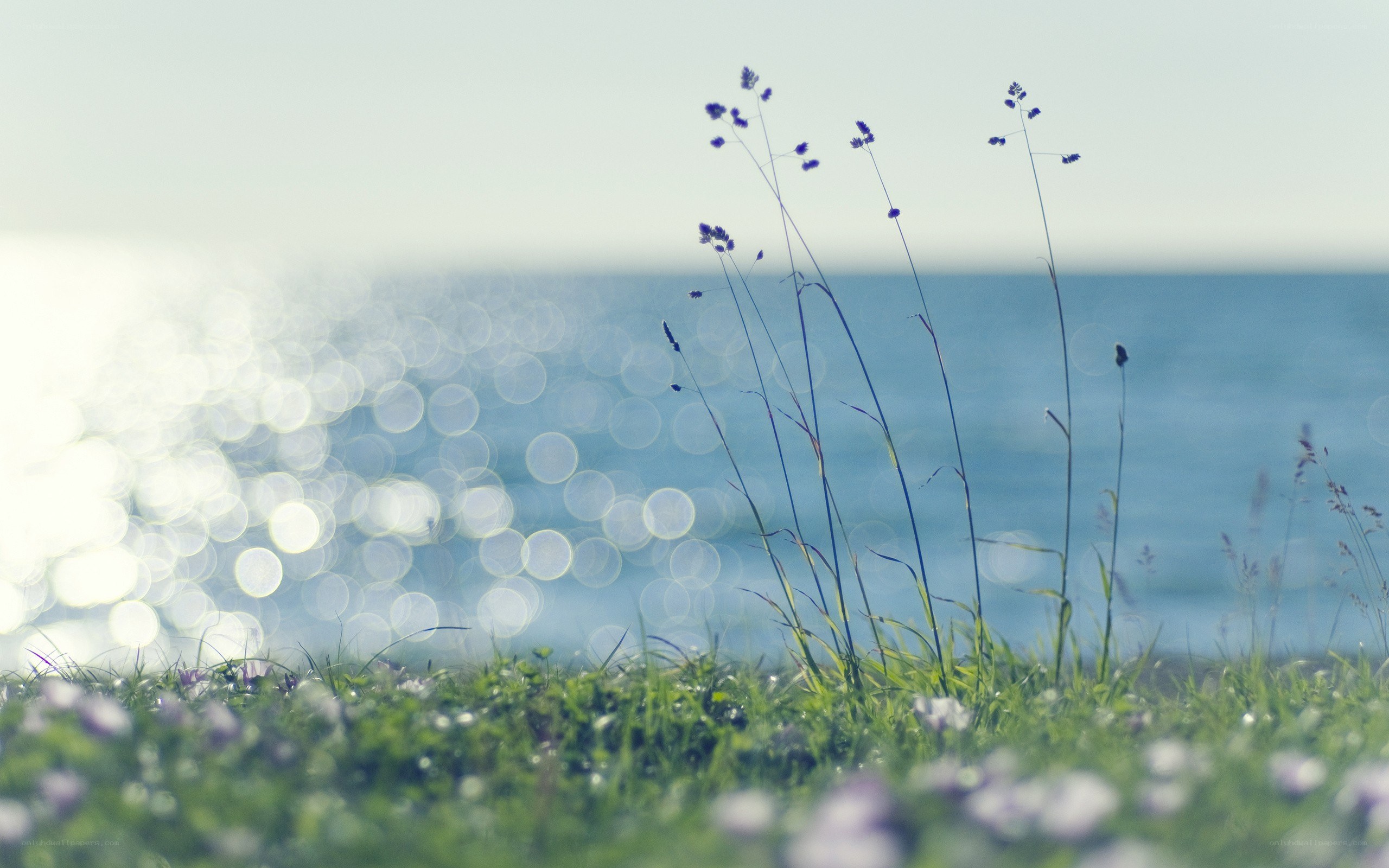 Grass and sea with bokeh