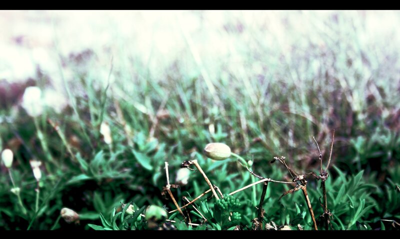 Grass and seed pods in a field