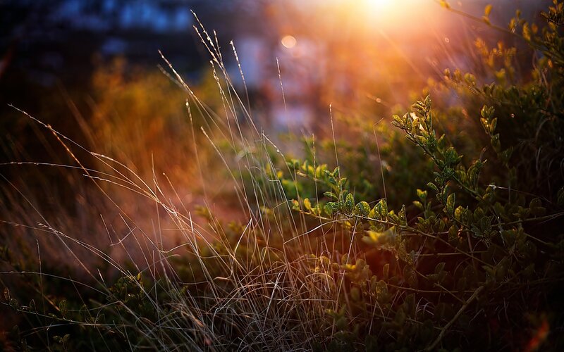 Grass and Shrubs at Sunset