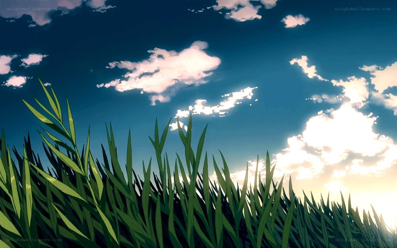 Grass and sky at sunset