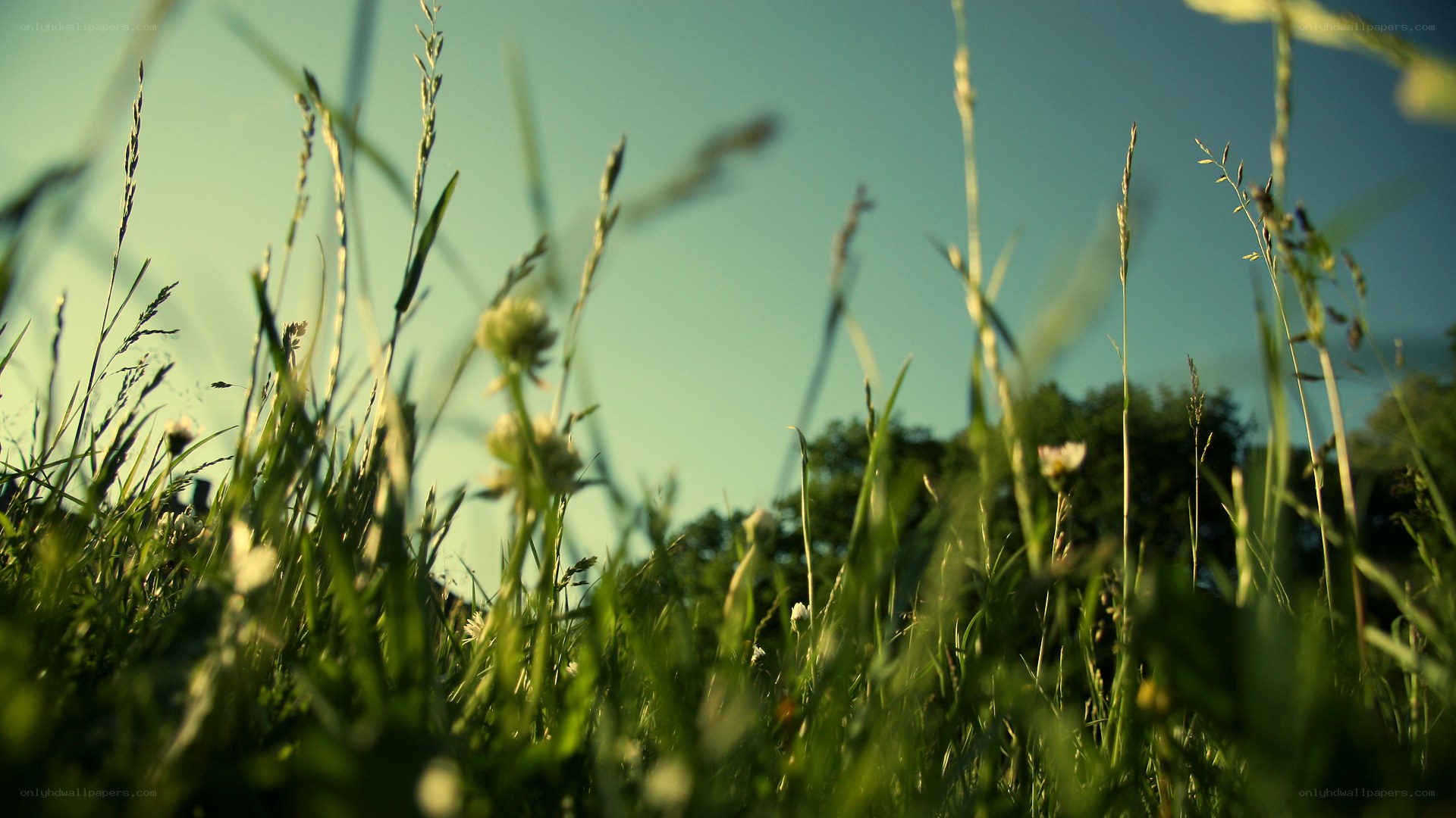Grass and sky in sunlight