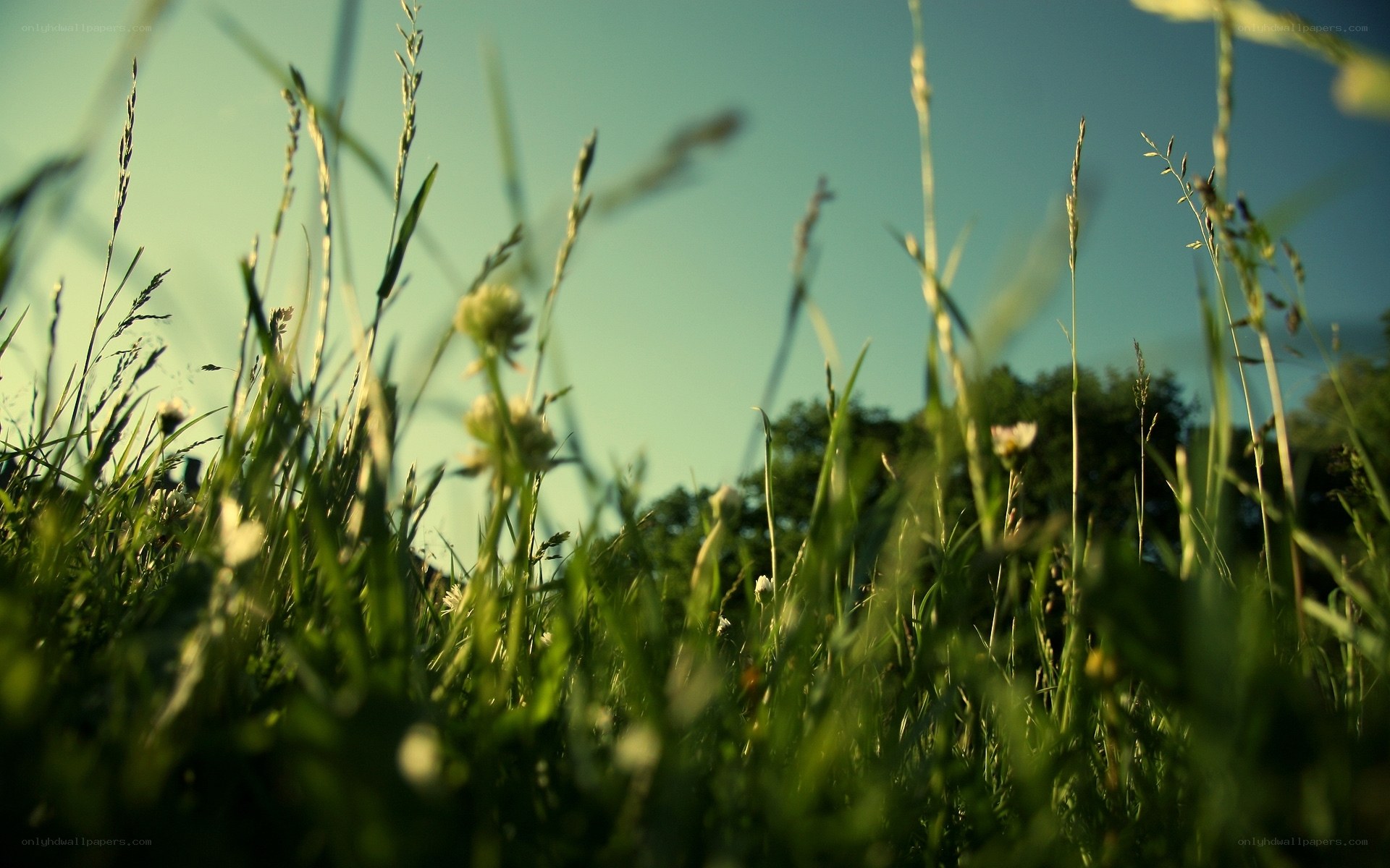 Grass and sky in sunlight