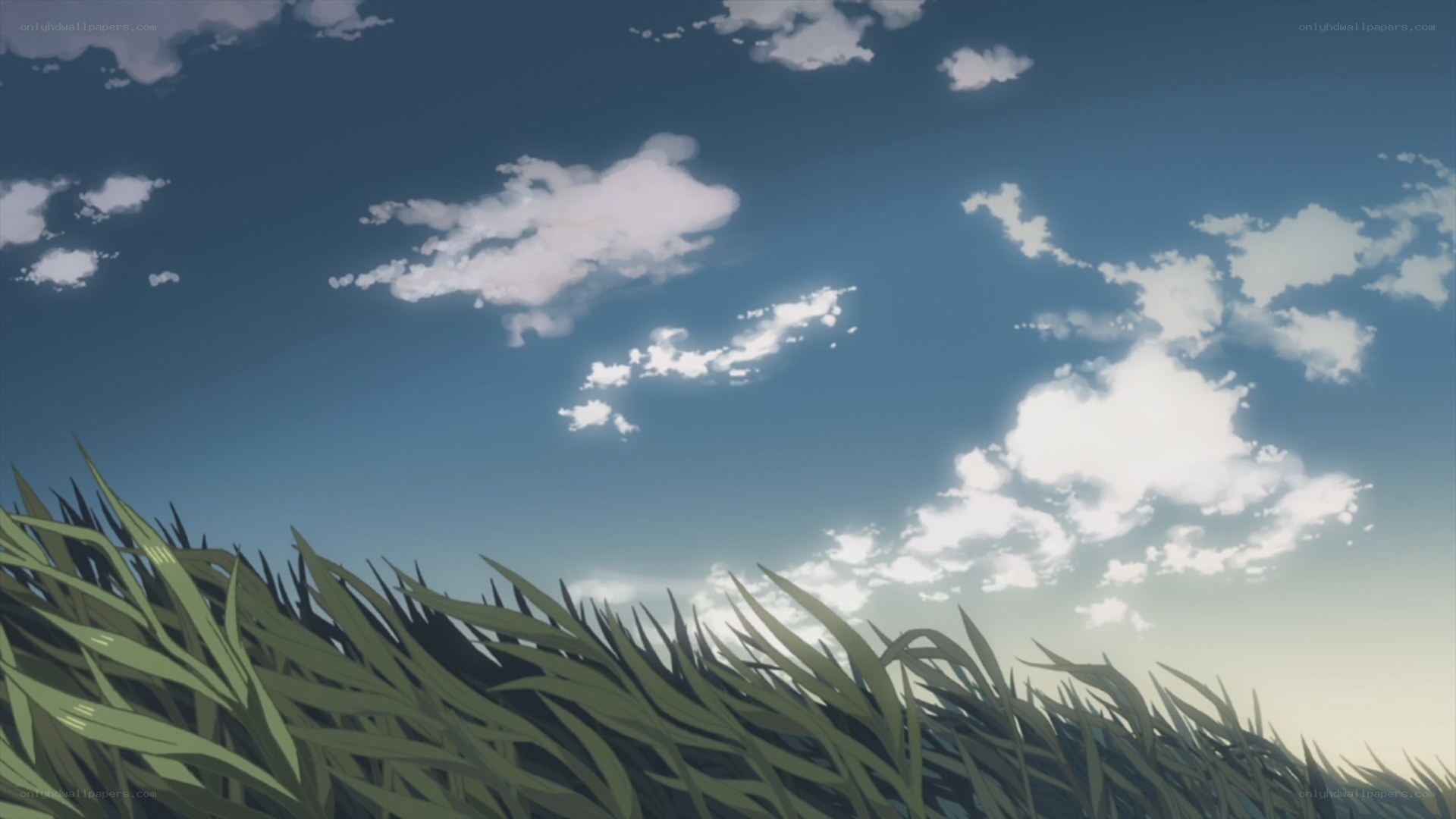 Grass and sky with clouds