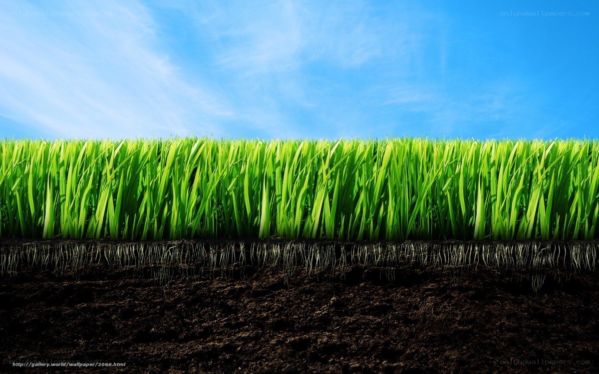 Grass and soil cross-section