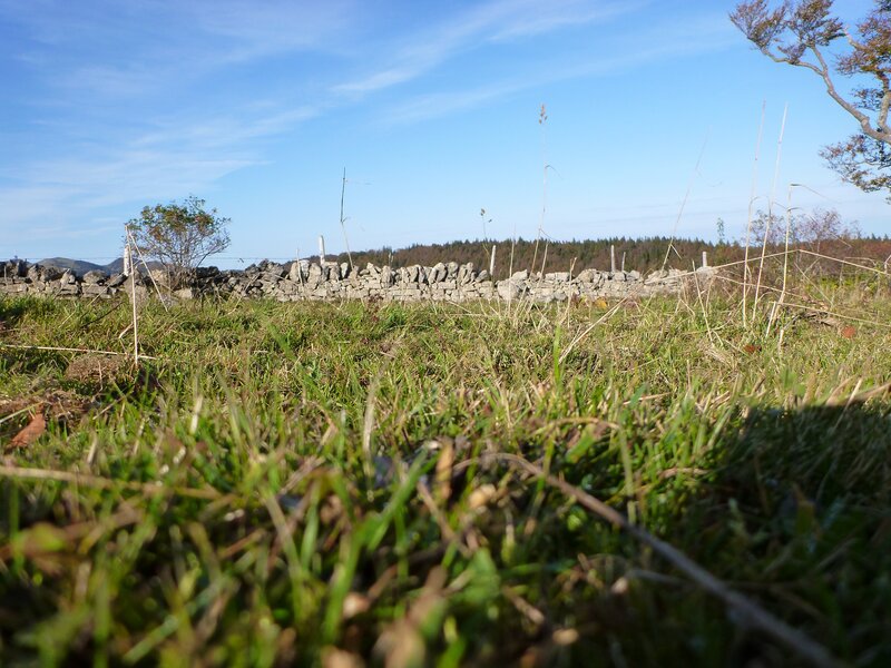 Grass and stone wall in field