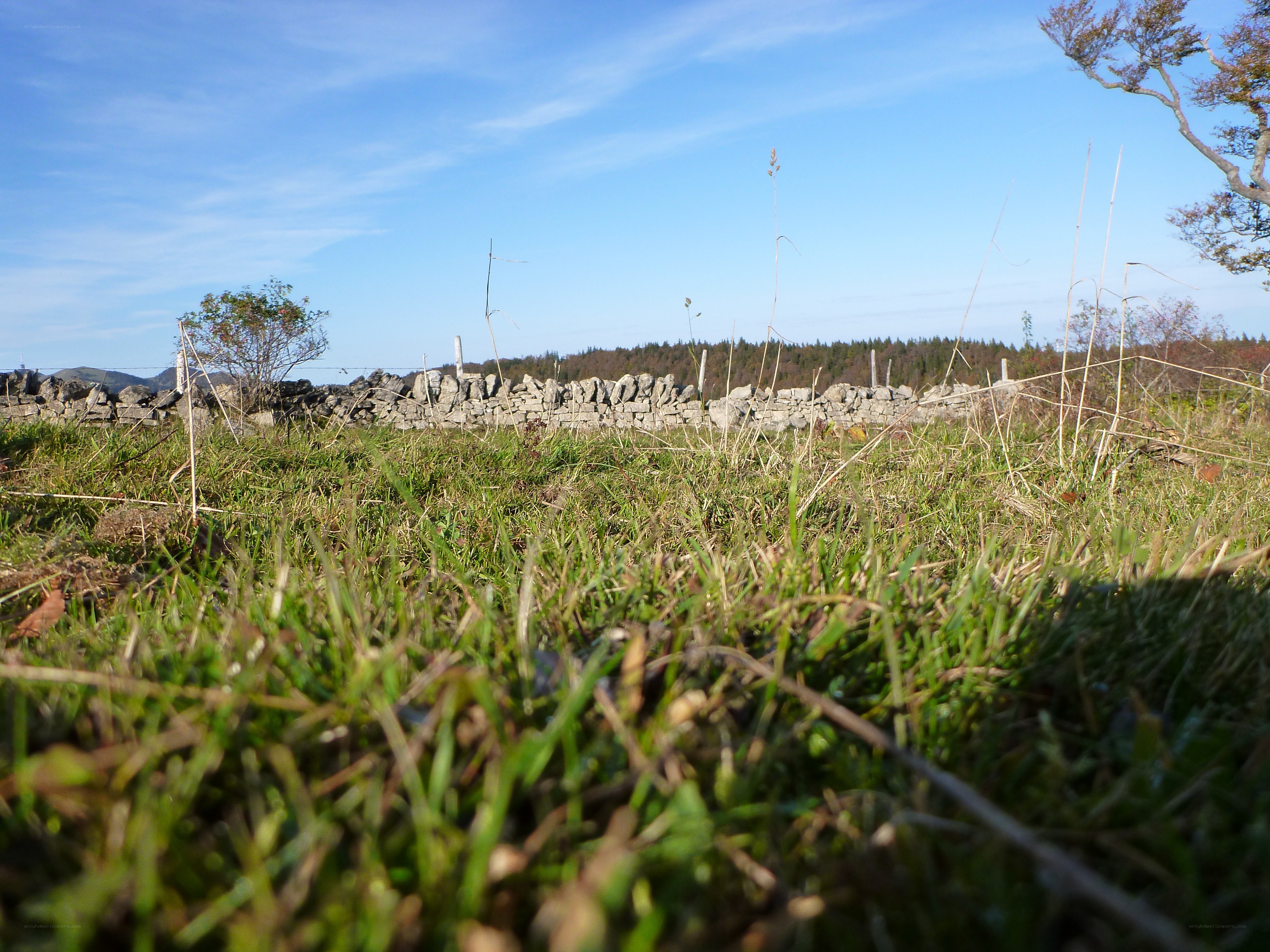 Grass and stone wall in field