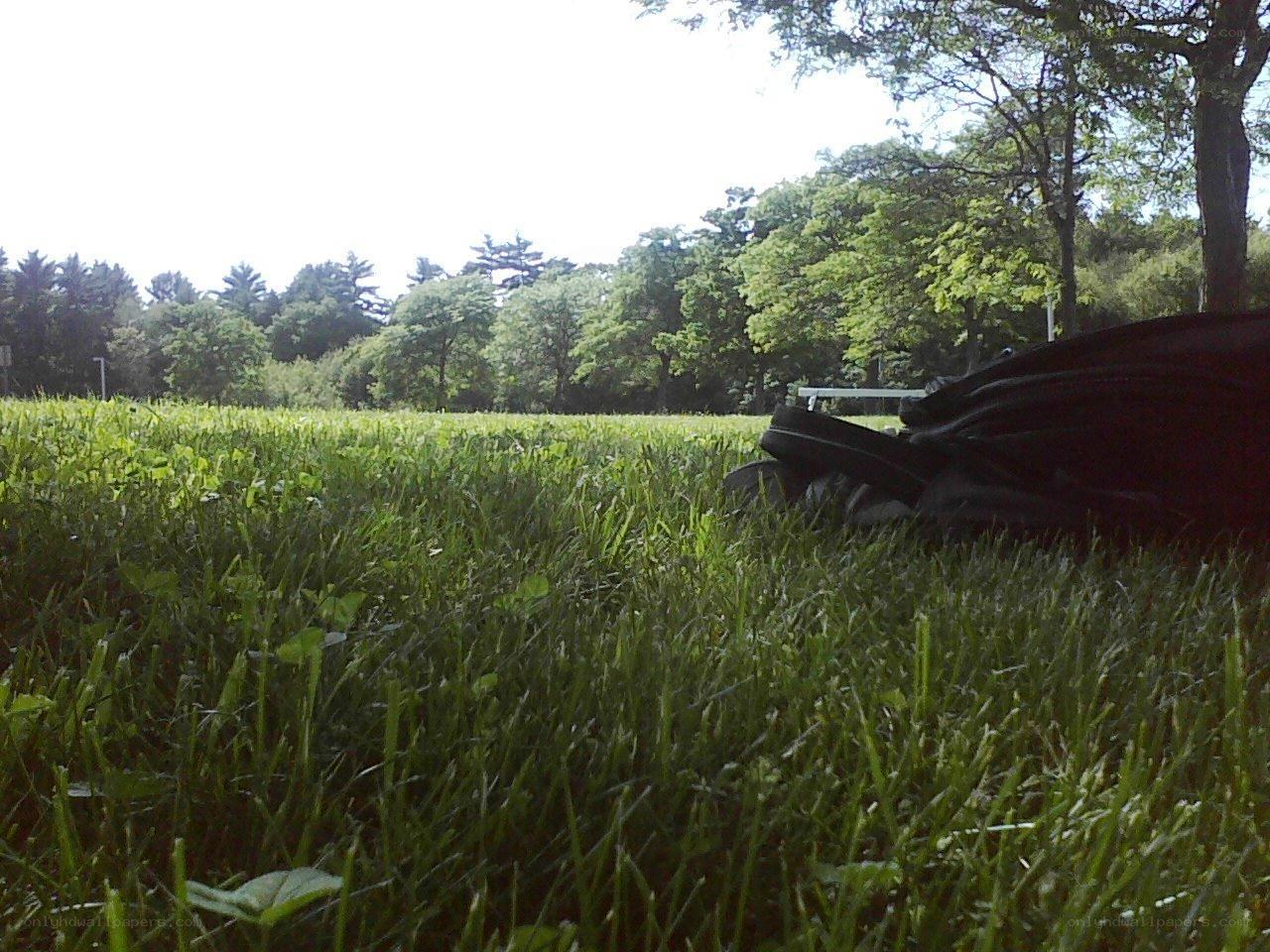 Grass and stroller in park