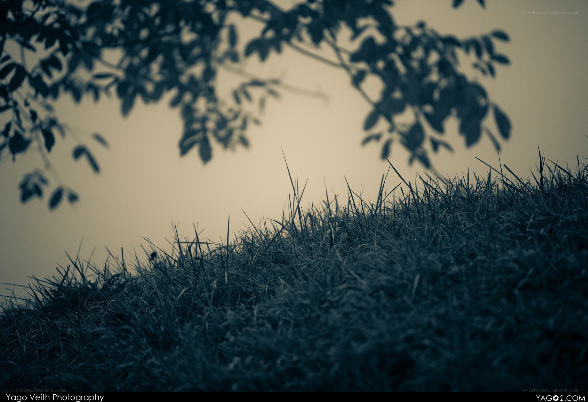 Grass and tree branches silhouette