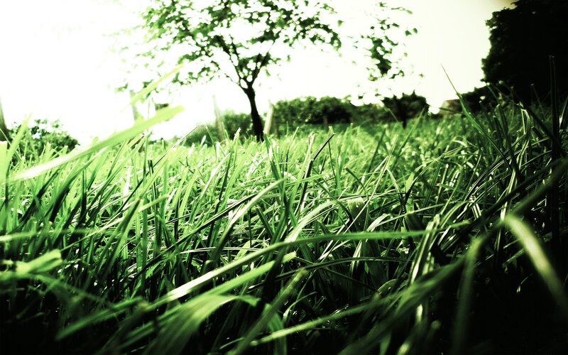 Grass and tree from ground view