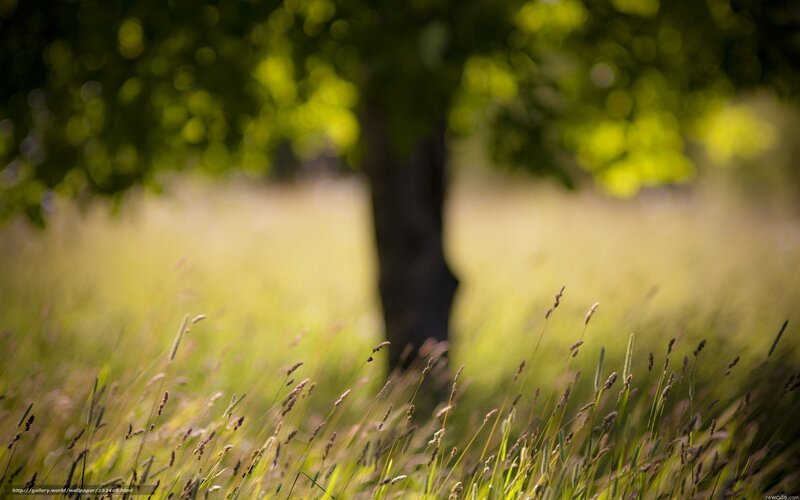 Grass and tree in sunlight