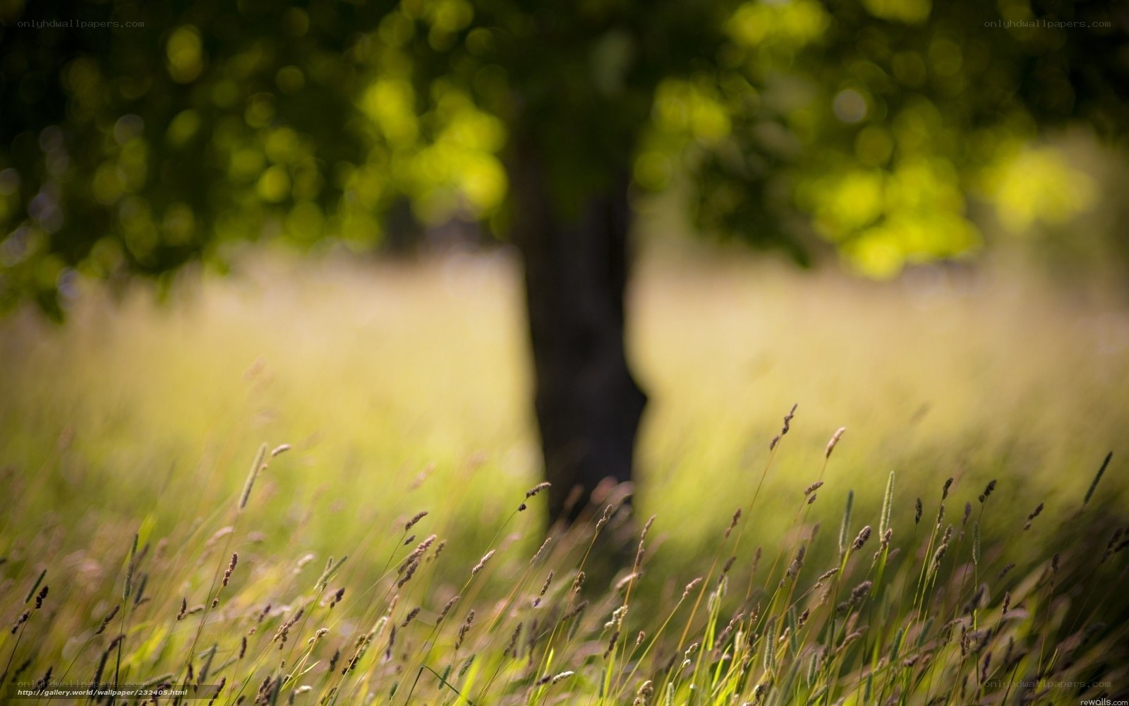 Grass and tree in sunlight