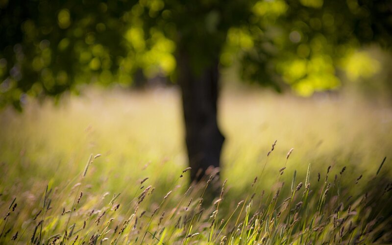 Grass and tree in sunlight