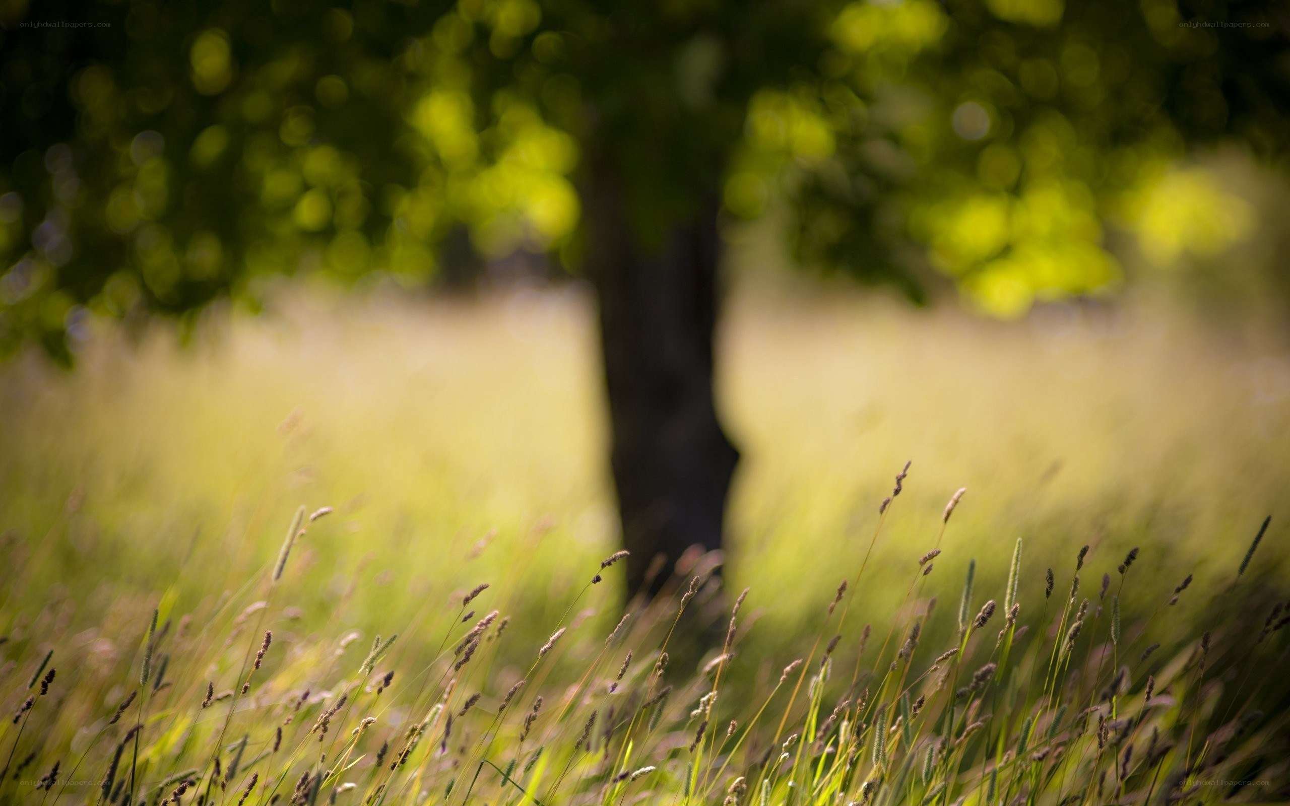 Grass and tree in sunlight