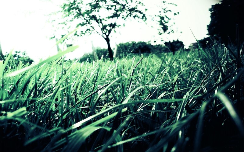 Grass and tree in sunlight