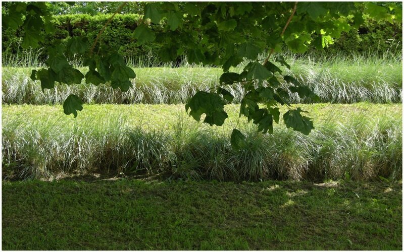Grass and tree leaves in garden