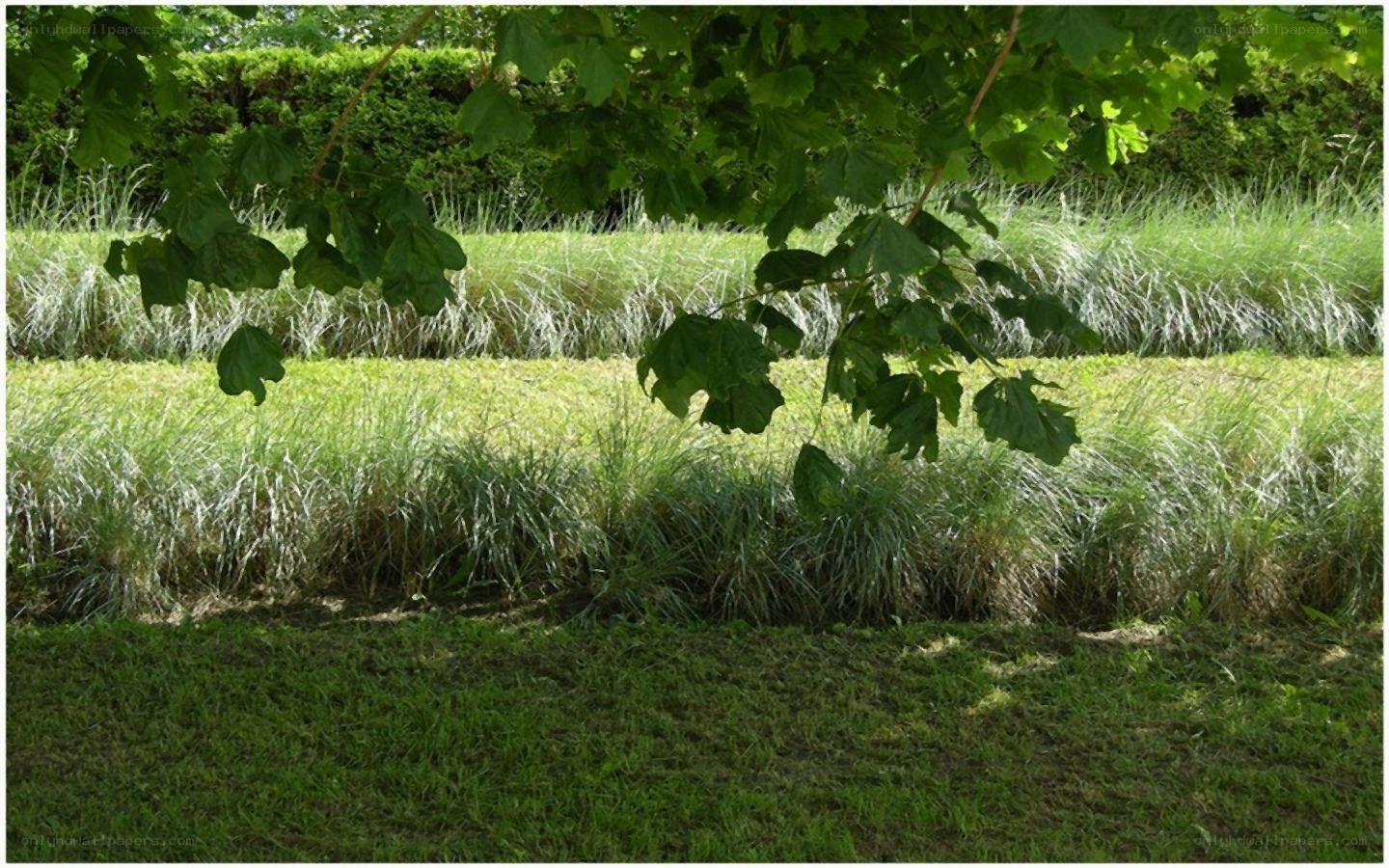 Grass and tree leaves in garden