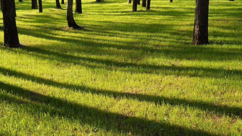 Grass and Tree Shadows