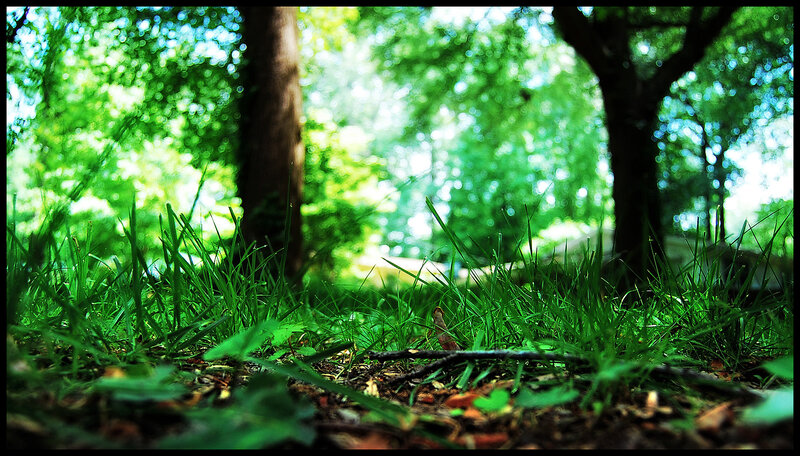 Grass and trees in a forest