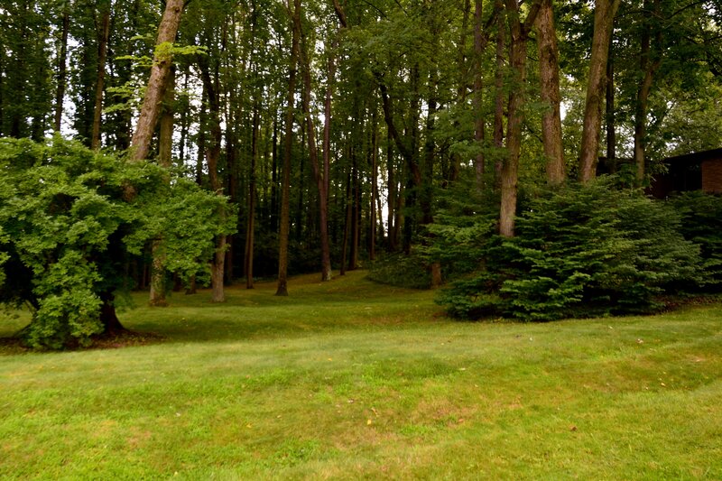 Grass and Trees in Forest