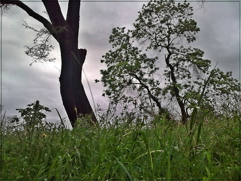 Grass and trees under cloudy sky