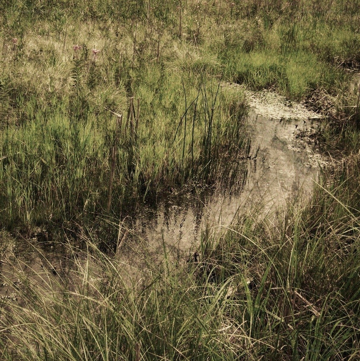 Grass and water in a marsh