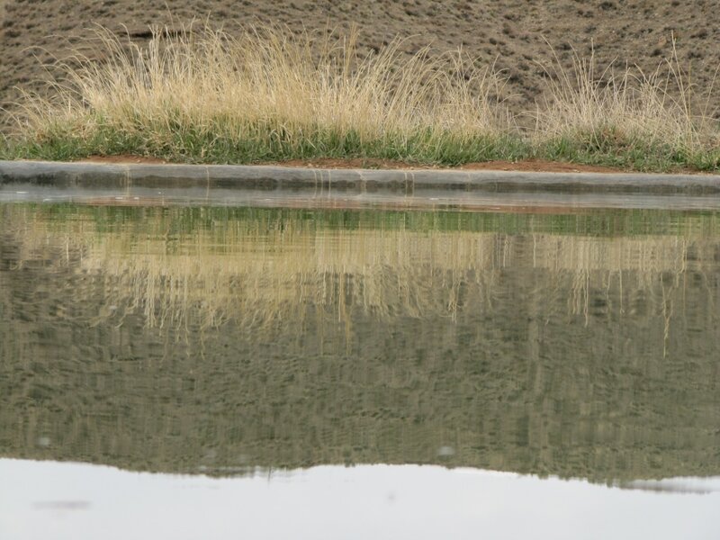 Grass and water reflection