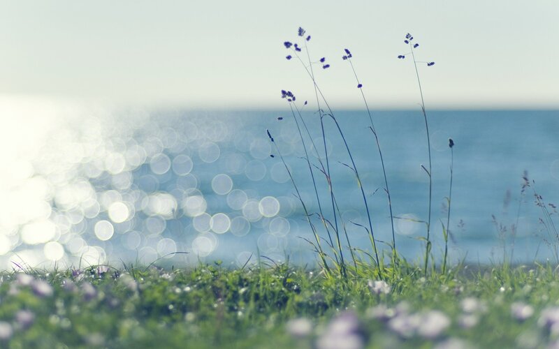 Grass and Wildflowers by Sea