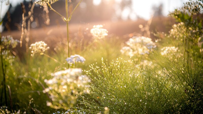 Grass and Wildflowers — Green, Serene, Morning