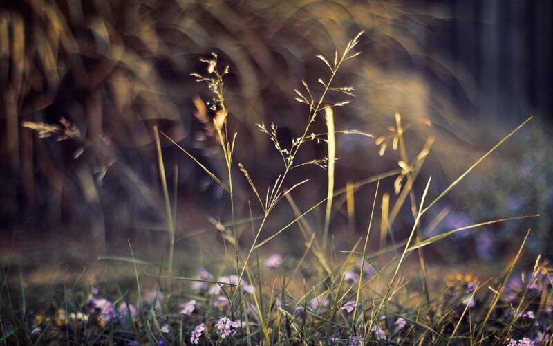 Grass and Wildflowers — Green, Serene, Sunset, Photograph, Sunlight, Purple