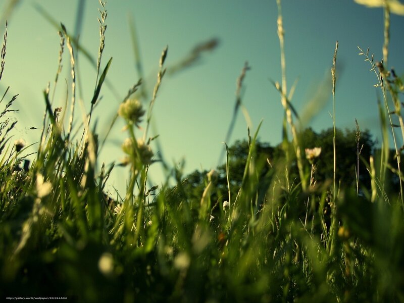 Grass and Wildflowers — Green, Serene